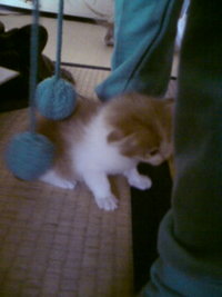 里親の子猫ちゃん　① 2009/04/09 19:34:54