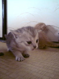 里親の子猫ちゃん　③ 2009/04/09 20:00:08