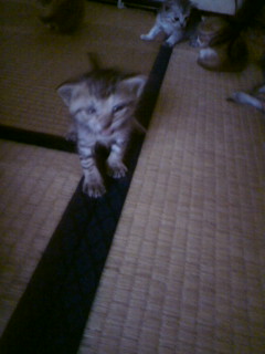 里親の子猫ちゃん　②