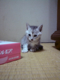 飼い主　１号☆