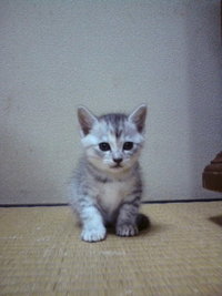 飼い主　１号☆ 2009/04/20 21:52:21