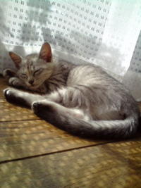 光とネコ☆ 2009/06/03 08:55:21