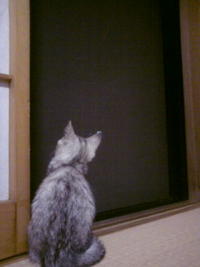 お外が好き。。？☆ 2009/06/07 21:29:42