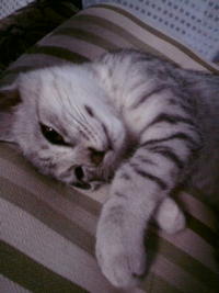 猫知恵☆ 2009/06/12 19:36:09
