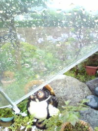 雨の日のヒカリ物☆ 2009/06/30 16:30:33