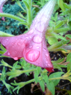 雨の日のヒカリ物☆