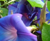 今日の香り～☆ 2009/07/14 09:13:53