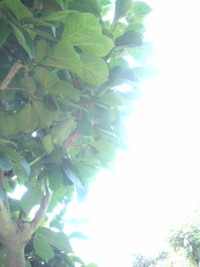 梅雨明け☆ 2009/08/04 10:43:08