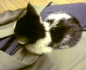 子猫ちゃんの里親さん探し～☆ 2009/10/04 16:35:13