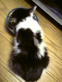 保護したニャン子☆ 2009/10/06 10:31:47