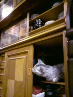 食器棚とネコ☆
