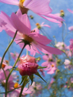 秋の花。。。☆