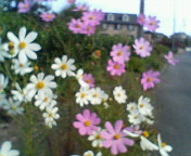 秋の花。。。☆