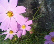 秋の花。。。☆
