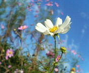 秋の花。。。☆