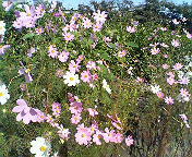 秋の花。。。☆