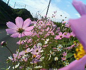 秋の花。。。☆