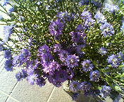秋の花。。。☆