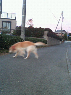 いつもの散歩～☆