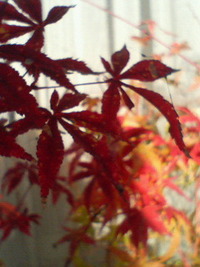 小さい秋☆ 2008/11/14 13:16:00