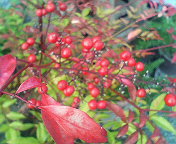 紅葉☆