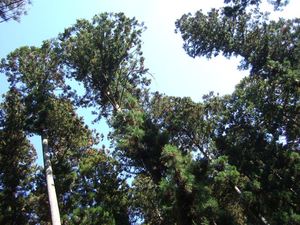 伐採2010
