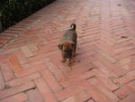 アユタヤ子犬