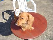 犬らしさ