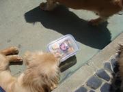 お菓子の番犬