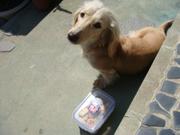 お菓子の番犬