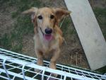 子犬パワー