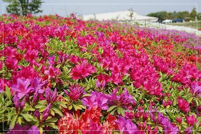 今日弁とガーデンパークの植物たち。