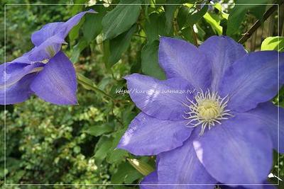 今日弁とガーデンパークの植物たち。