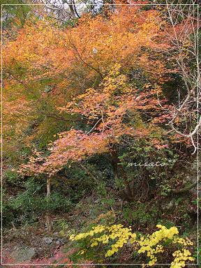 紅葉狩り＠寸又峡