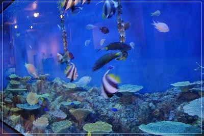 夏の旅行記　～水族館編～　