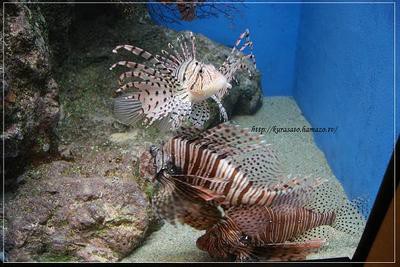 夏の旅行記　～水族館編～　