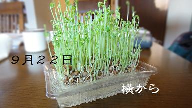 【断髪式】