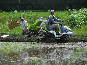田植え