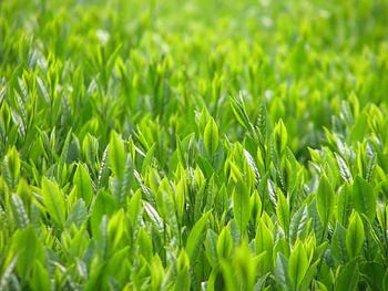 今日の茶畑