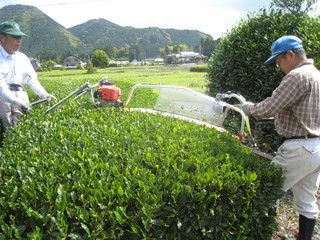 1番茶終わっても