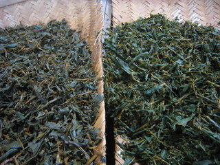 紅茶の製造