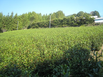 昔の茶園