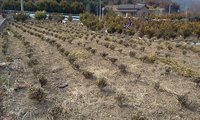 Ｍ様 畑の草とり！ 2011/03/15 11:23:55