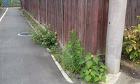新たな試みを２つ 2011/06/14 18:01:14