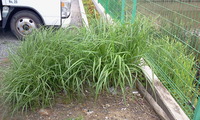 雨の中、作業しました 2011/06/18 17:22:18