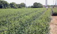 お茶畑の草むしりです。 2011/08/31 15:46:20