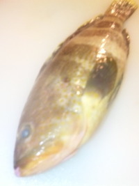 珍しぃ物グルメ(^0^)/ 2010/10/22 17:53:16