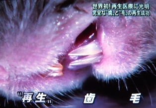 臓器再生
