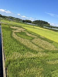 田んぼアート2022  9月 2022/09/12 16:33:00