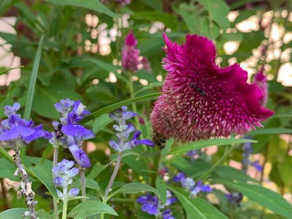 可睡の花々